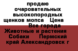 продаю очаровательных высокопородных щенков мопса › Цена ­ 20 000 - Все города Животные и растения » Собаки   . Пермский край,Александровск г.